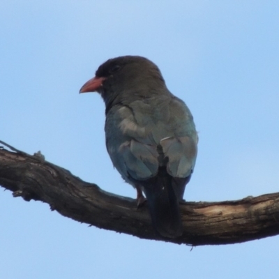 Eurystomus orientalis (Dollarbird) at Tuggeranong DC, ACT - 15 Jan 2020 by michaelb
