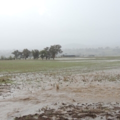 Eucalyptus sp. at Gordon, ACT - 16 Feb 2020