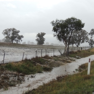 Eucalyptus blakelyi at Gordon, ACT - 16 Feb 2020