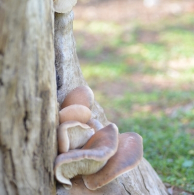 Pleurotus (Oyster Mushroom) at Wamboin, NSW - 29 Mar 2020 by natureguy