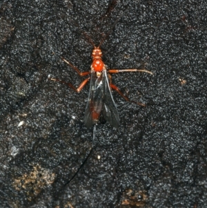 Ichneumonidae (family) at Ainslie, ACT - 2 Apr 2020