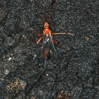 Ichneumonidae (family) (Unidentified ichneumon wasp) at Ainslie, ACT - 2 Apr 2020 by jbromilow50