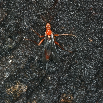 Ichneumonidae (family) (Unidentified ichneumon wasp) at Ainslie, ACT - 2 Apr 2020 by jb2602