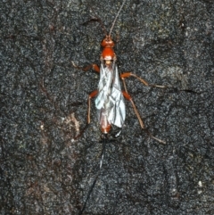 Ichneumonidae (family) at Ainslie, ACT - 2 Apr 2020 03:58 PM