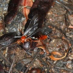 Ichneumonidae (family) at Ainslie, ACT - 2 Apr 2020