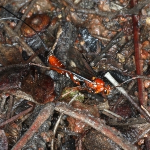 Ichneumonidae (family) at Ainslie, ACT - 2 Apr 2020