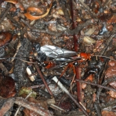 Ichneumonidae (family) at Ainslie, ACT - 2 Apr 2020 03:58 PM