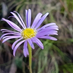 Calotis scabiosifolia var. integrifolia (Rough Burr-daisy) at Cotter River, ACT - 12 Apr 2020 by trevorpreston