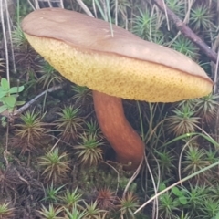 Boletellus obscurecoccineus (Rhubarb Bolete) at Cotter River, ACT - 12 Apr 2020 by tpreston