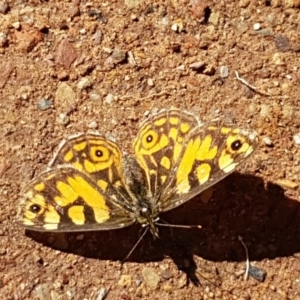 Oreixenica lathoniella at Cotter River, ACT - 12 Apr 2020