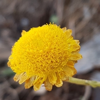 Coronidium monticola (Mountain Button Everlasting) at Cotter River, ACT - 12 Apr 2020 by trevorpreston