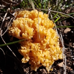 Ramaria sp. (genus) (A Coral fungus) at Cotter River, ACT - 12 Apr 2020 by trevorpreston