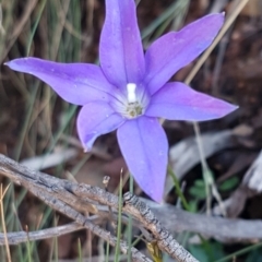 Wahlenbergia gloriosa (Royal Bluebell) at Cotter River, ACT - 12 Apr 2020 by trevorpreston