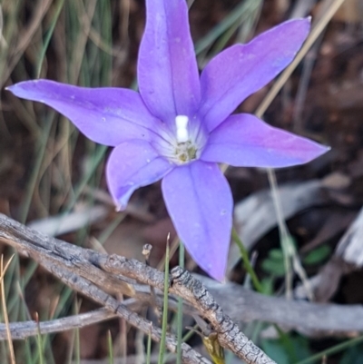 Wahlenbergia gloriosa (Royal Bluebell) at Cotter River, ACT - 12 Apr 2020 by trevorpreston