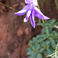 Wahlenbergia gloriosa at Cotter River, ACT - 12 Apr 2020