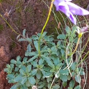 Wahlenbergia gloriosa at Cotter River, ACT - 12 Apr 2020