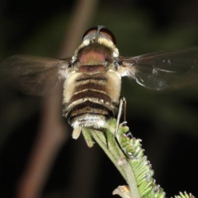 Villa sp. (genus) (Unidentified Villa bee fly) at Ainslie, ACT - 2 Apr 2020 by jbromilow50