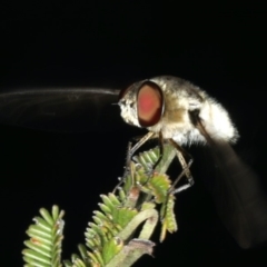 Villa sp. (genus) at Ainslie, ACT - 2 Apr 2020