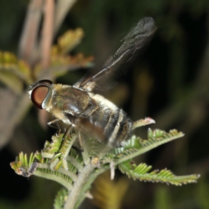 Villa sp. (genus) at Ainslie, ACT - 2 Apr 2020