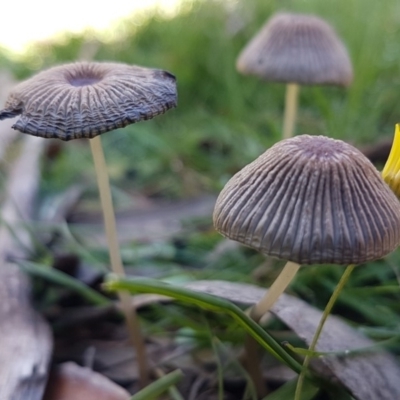 Coprinellus etc. (An Inkcap) at Cotter River, ACT - 12 Apr 2020 by trevorpreston