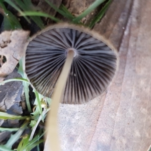 Coprinellus etc. at Cotter River, ACT - 12 Apr 2020 11:41 AM