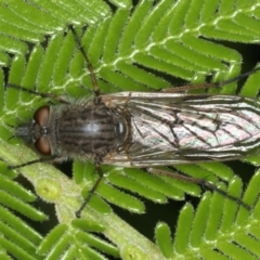 Anabarhynchus sp. (genus) (Stiletto Fly (Sub-family Therevinae)) at Ainslie, ACT - 2 Apr 2020 by jb2602