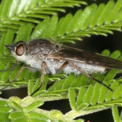 Anabarhynchus sp. (genus) at Ainslie, ACT - 2 Apr 2020