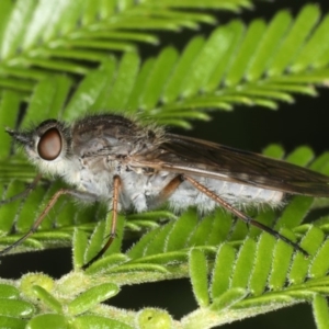 Anabarhynchus sp. (genus) at Ainslie, ACT - 2 Apr 2020