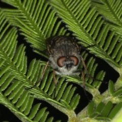 Anabarhynchus sp. (genus) at Ainslie, ACT - 2 Apr 2020