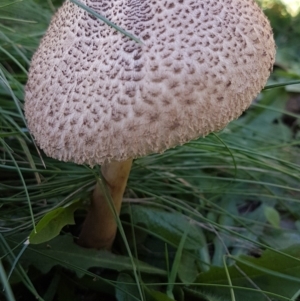 Macrolepiota clelandii at Cotter River, ACT - 12 Apr 2020