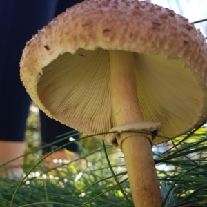 Macrolepiota clelandii at Cotter River, ACT - 12 Apr 2020