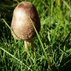 Macrolepiota clelandii at Cotter River, ACT - 12 Apr 2020