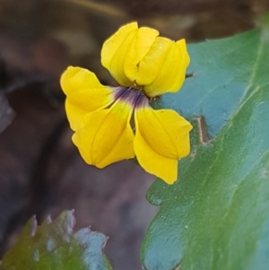 Goodenia hederacea at Cotter River, ACT - 12 Apr 2020