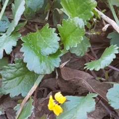 Goodenia hederacea at Cotter River, ACT - 12 Apr 2020