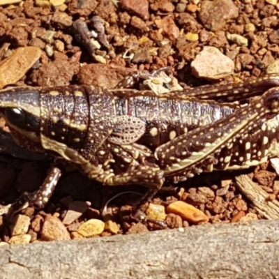 Monistria concinna (Southern Pyrgomorph) at Cotter River, ACT - 12 Apr 2020 by tpreston