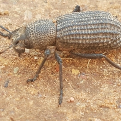 Amycterus miraculus (Terrestrial weevil) at Cotter River, ACT - 12 Apr 2020 by trevorpreston