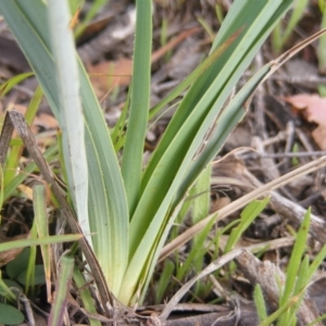 Dianella sp. aff. longifolia (Benambra) at Hume, ACT - 16 Apr 2020 10:51 AM