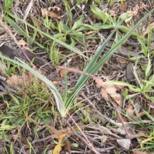 Dianella sp. aff. longifolia (Benambra) at Hume, ACT - 16 Apr 2020 10:51 AM