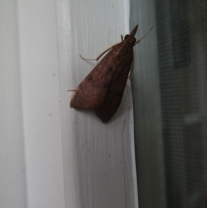 Uresiphita ornithopteralis at Hawker, ACT - 13 Apr 2020