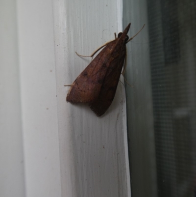 Uresiphita ornithopteralis (Tree Lucerne Moth) at Hawker, ACT - 13 Apr 2020 by WendyW