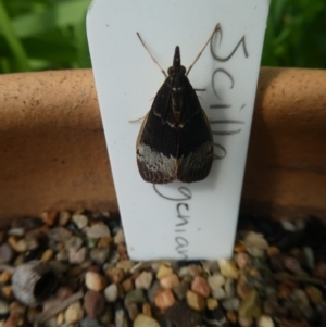 Uresiphita ornithopteralis at Hawker, ACT - 13 Apr 2020