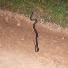 Morelia spilota spilota (Diamond Python) at Black Range, NSW - 15 Apr 2020 by MatthewHiggins