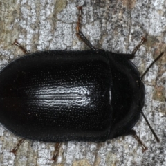 Pterohelaeus striatopunctatus (Darkling beetle) at Mount Ainslie - 6 Apr 2020 by jb2602