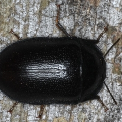 Pterohelaeus striatopunctatus (Darkling beetle) at Ainslie, ACT - 6 Apr 2020 by jb2602