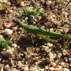 Acrida conica (Giant green slantface) at Sth Tablelands Ecosystem Park - 15 Apr 2020 by AndyRussell