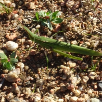 Acrida conica (Giant green slantface) at Molonglo Valley, ACT - 15 Apr 2020 by AndyRussell