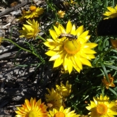 Isodontia sp. (genus) (Unidentified Grass-carrying wasp) at Sth Tablelands Ecosystem Park - 15 Apr 2020 by AndyRussell