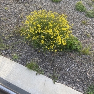 Senecio madagascariensis at Lyneham, ACT - 16 Apr 2020