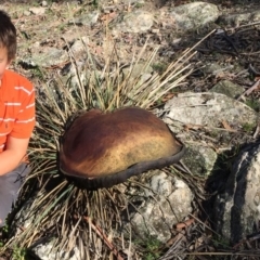 Phlebopus marginatus (Giant Bolete) at Tuggeranong DC, ACT - 15 Apr 2020 by rtas