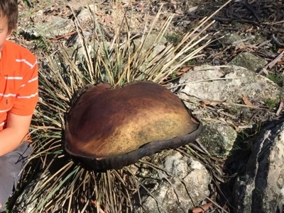 Phlebopus marginatus (Giant Bolete) at Tuggeranong DC, ACT - 15 Apr 2020 by rtas